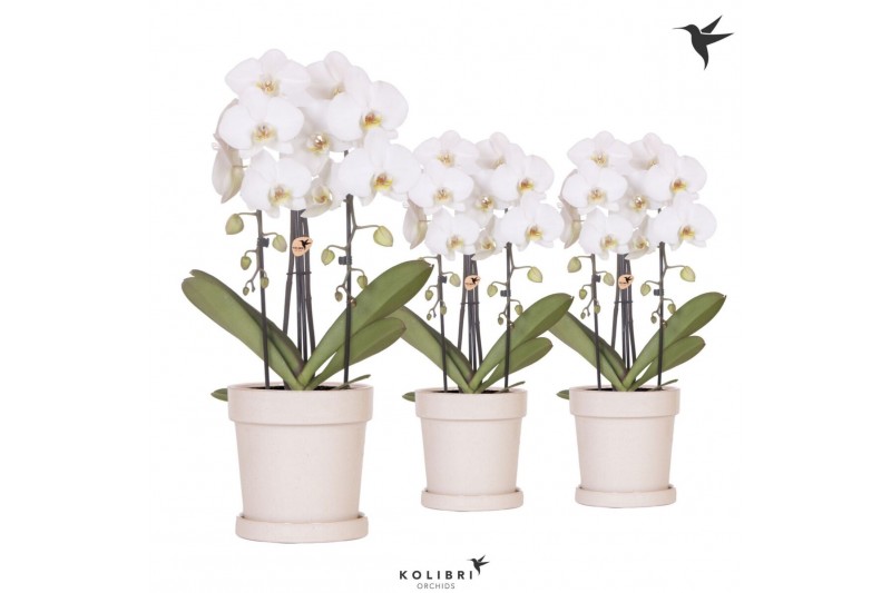 Phalaenopsis elegant cascade Kolibri Orchids Cascade Niagara fall 2 sp 