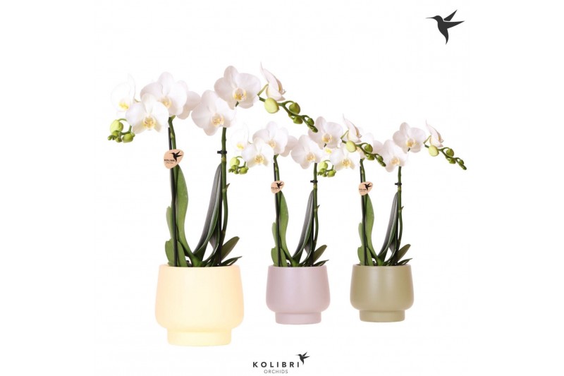 Phalaenopsis multiflora wit Kolibri Orchids Phalaenopsis white 2 spike 