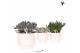 Succulenten mix Kolibri Greens Succulenten mix in Scandic pot white1 p 