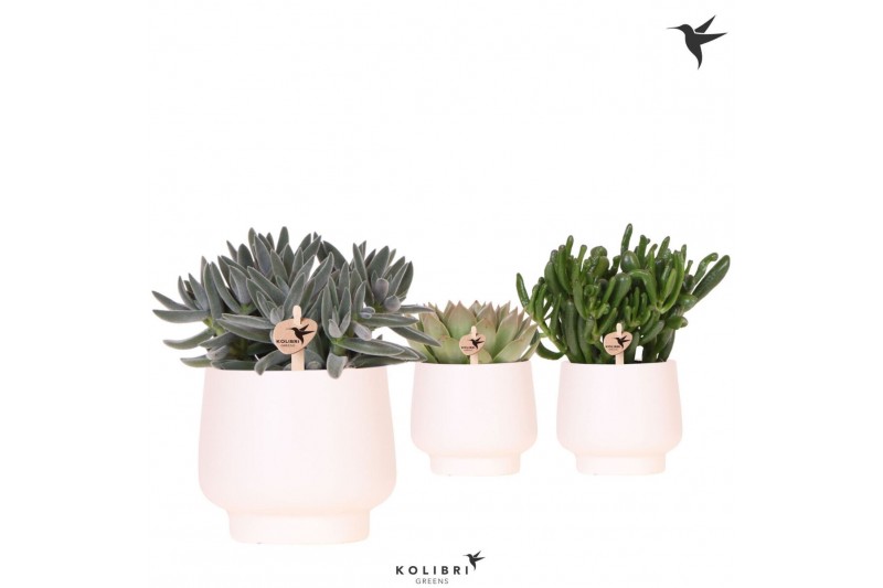 Succulenten mix Kolibri Greens Succulenten mix in Scandic pot white1 p 