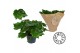 Begonia Rubi Verde Bladbegonia Rex Rubi Verde MUST HAVE1 pp 