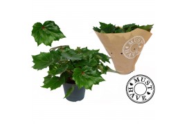 Begonia Rubi Verde Bladbegonia Rex Rubi Verde MUST HAVE1 pp