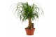 Beaucarnea recurvata Beaucarnea recht 19 cm schaal 1 tak/plnt 