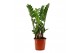 Zamioculcas zamiifolia 4+ compact 