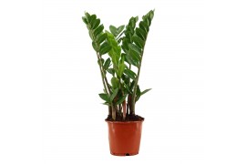 Zamioculcas zamiifolia 4+ compact
