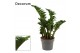 Zamioculcas zamiifolia zenzi Zenzi 4+ 