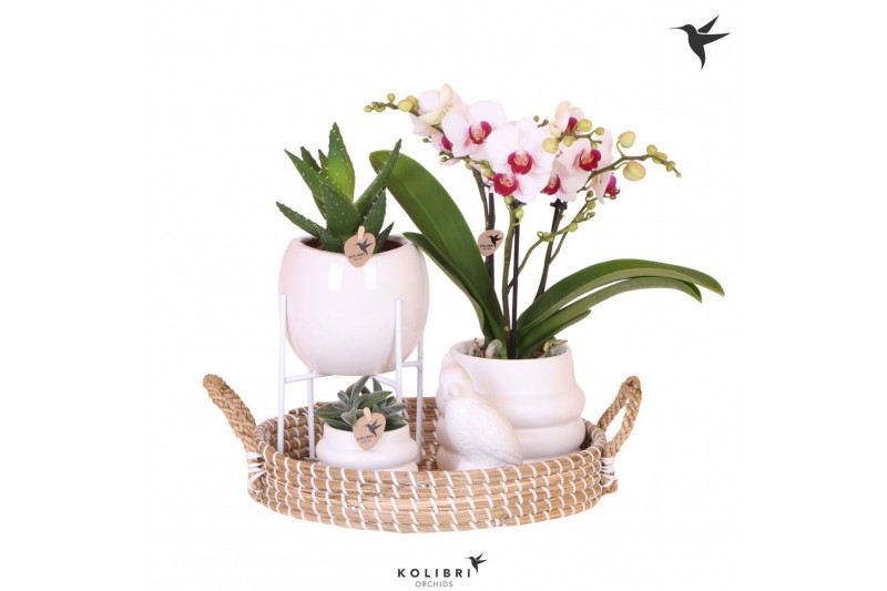 Phalaenopsis Kolibri Gift Set All White3 pp 3 tak/plnt 24 bl. 