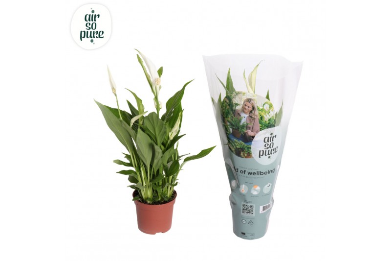 Spathiphyllum pearl cupido Air So Pure - Spathiphyllum Pearl Cupido 9c 