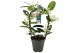 Stephanotis floribunda Stephanotis boog 5-6 tros p1256 per plant 