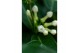 Stephanotis floribunda Stephanotis boog 3-4 tros p1234 per plant 