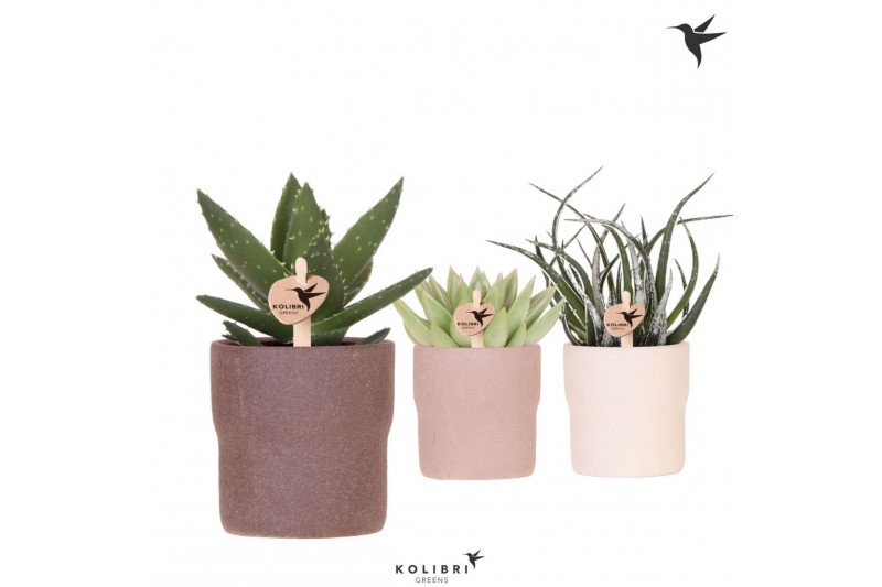 Succulenten mix Kolibri Greens Succulent mix in Rustic pot sand mix1 p 