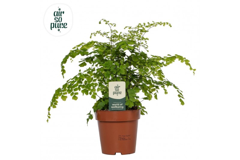 Adiantum fragrans Adiantum Fragrans - Air So Pure30 cm diameter 