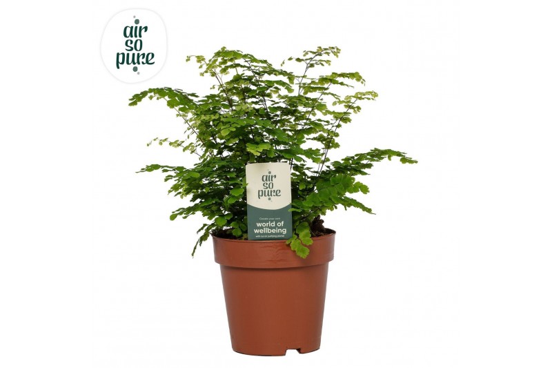 Adiantum fritz luthi Adiantum Fritz Luthi - Air So Pure20 cm diameter 