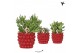 Succulenten mix Kolibri Greens Succulenten mix in Berry pot1 pp 