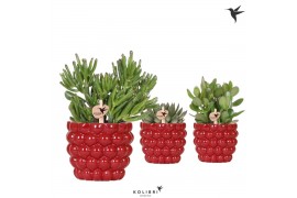 Succulenten mix Kolibri Greens Succulenten mix in Berry pot1 pp