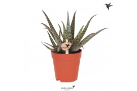 Aloe Kolibri Greens Succulenten Aloe Saponi1 pp