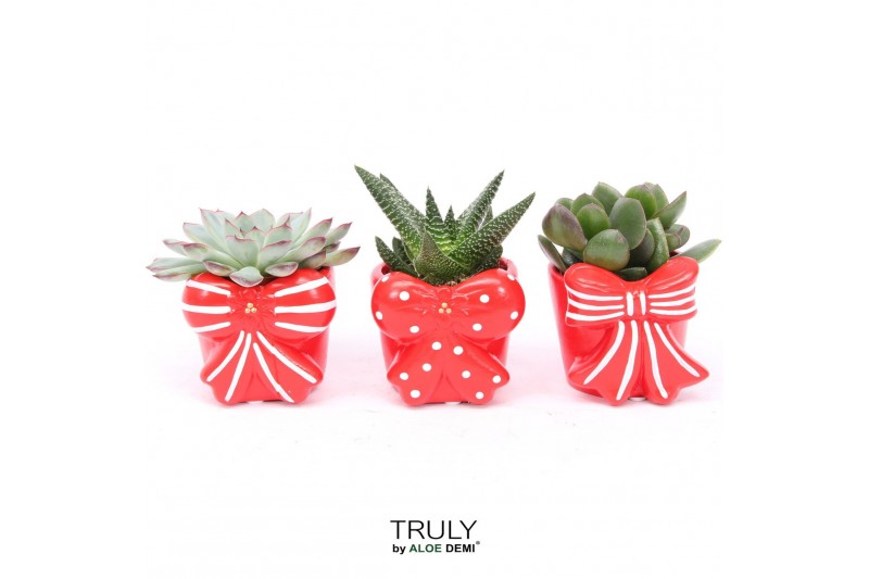 Succulenten TRULY Succulent, Bow 1 pp 