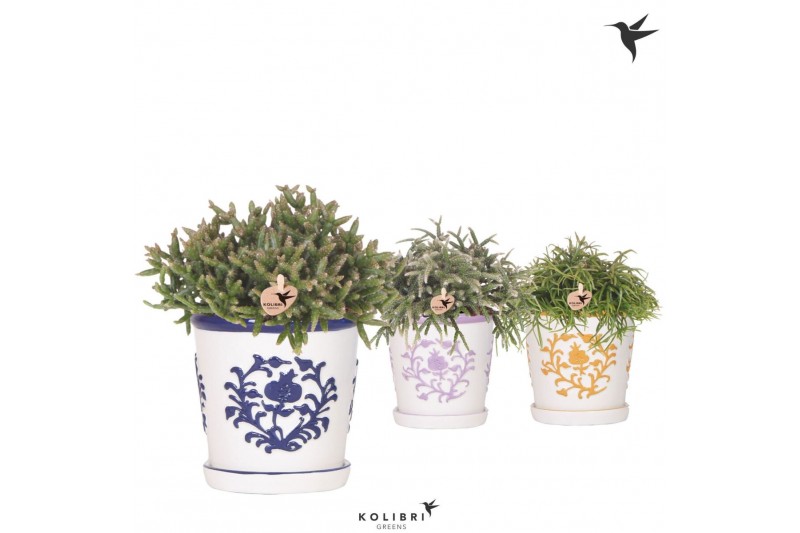 Rhipsalis mix Kolibri Greens Rhipsalis mix in Malaga pot mix1 pp 