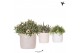 Rhipsalis mix Kolibri Greens Rhipsalis mix in Stones pot mix VBN: Rhip 