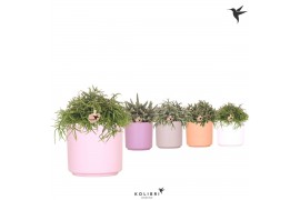 Rhipsalis mix Kolibri Greens Rhipsalis mix in Simplicty pot mix1 pp