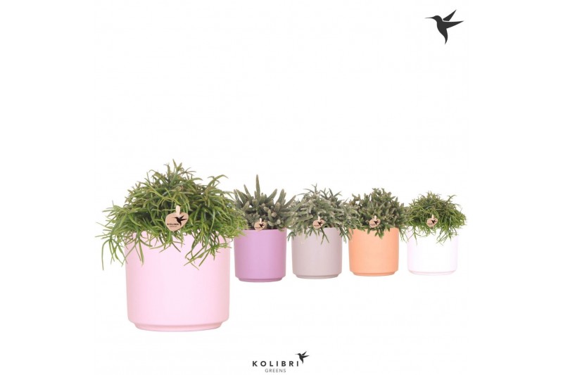 Rhipsalis mix Kolibri Greens Rhipsalis mix in Simplicty pot mix1 pp 