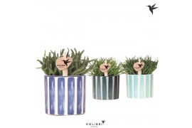 Rhipsalis mix Kolibri Greens Rhipsalis mix in Painted Stripe pot blue 