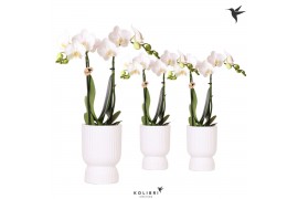 Phalaenopsis multiflora wit Kolibri Orchids Phalaenopsis white 2 spike