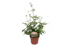 Pteris ensiformis evergemiensis Pteris evergemiensis9 cm diameter