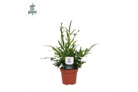 Pteris ensiformis Pteris evergreen - Air So Pure