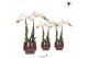 Phalaenopsis multiflora wit Kolibri Orchids Phalaenopsis white 2 spike 