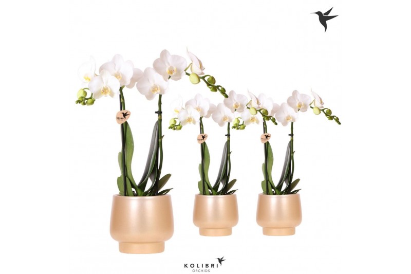 Phalaenopsis multiflora wit Kolibri Orchids Phalaenopsis white 2 spike 