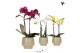 Phalaenopsis mix Kolibri Orchids Phalaenopsis mix 2 spike in Scandic p 