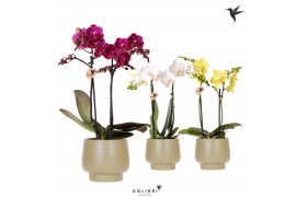 Phalaenopsis mix Kolibri Orchids Phalaenopsis mix 2 spike in Scandic p
