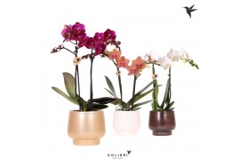 Phalaenopsis mix Kolibri Orchids Phalaenopsis mix 2 spike in Scandic p