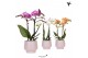 Phalaenopsis mix Kolibri Orchids Phalaenopsis mix 2 spike in Scandic p 