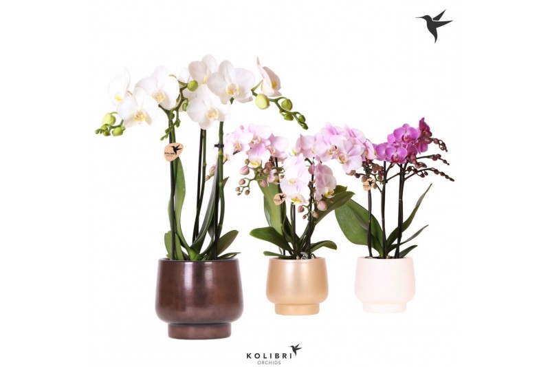 Phalaenopsis multiflora Kolibri Orchids Phalaenopsis mix 3 spike in Sc 