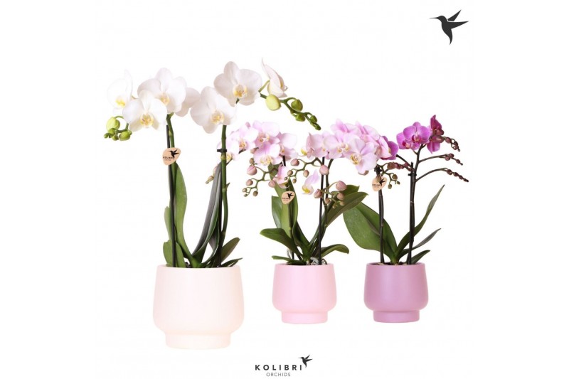 Phalaenopsis multiflora Kolibri Orchids Phalaenopsis mix 2 spike in Sc 