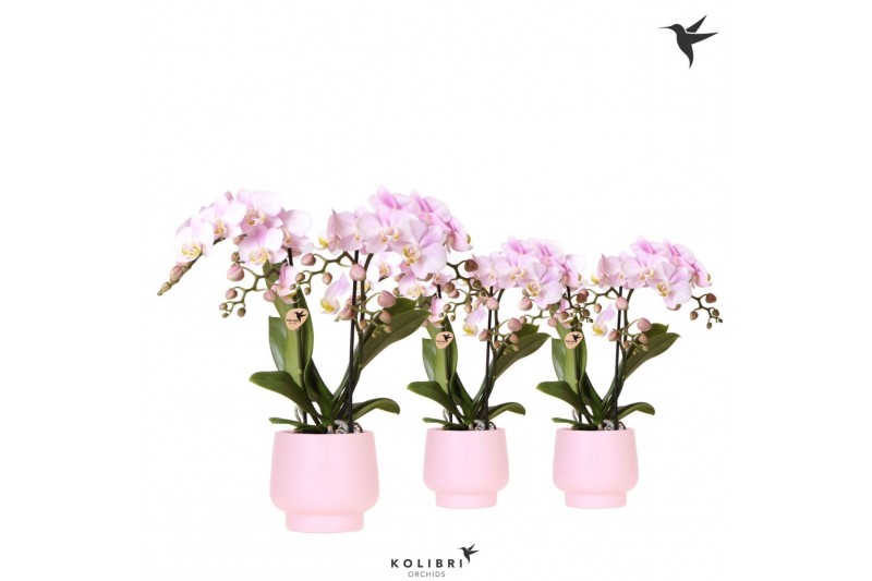 Phalaenopsis multiflora roze Kolibri Orchids Phalaenopsis pink 2 spike 