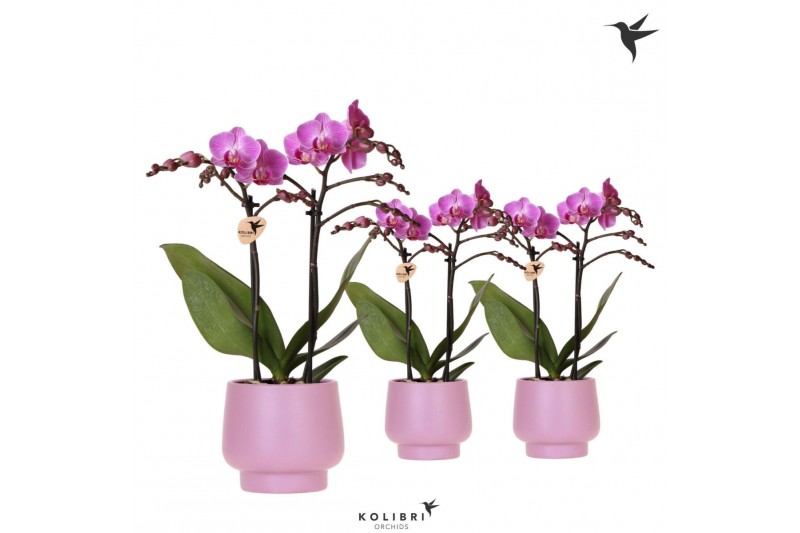 Phalaenopsis multiflora paars Kolibri Orchids Phalaenopsis violet 2spi 