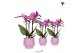 Phalaenopsis multiflora paars Kolibri Orchids Phalaenopsis violet 3spi 