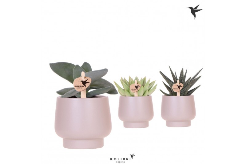 Succulenten mix Kolibri Greens Succulenten mix in Scandic pot taupe1 p 