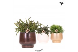 Rhipsalis mix Kolibri Greens Rhipsalis mix in Scandic pot gold mix1 pp
