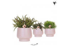 Rhipsalis mix Kolibri Greens Rhipsalis mix in Scandic pot taupe1 pp