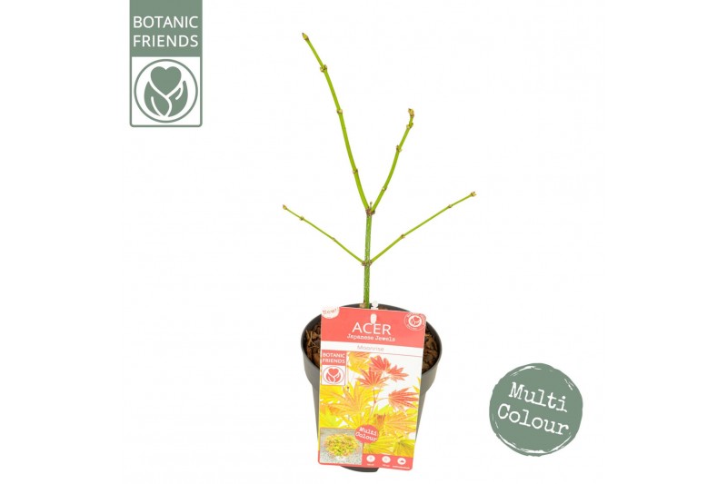 Acer shirasawanum Acer shirasawanum Moonrise ® 