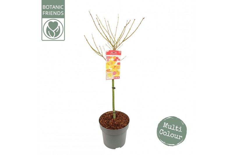 Acer palmatum Acer palm. Moonrise140 cm cm stam 