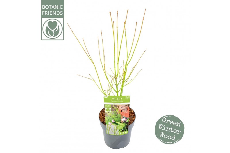 Acer palmatum Acer palm. Going Green® 