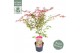 Acer palmatum Acer palm. Extravaganza PREMIUM 