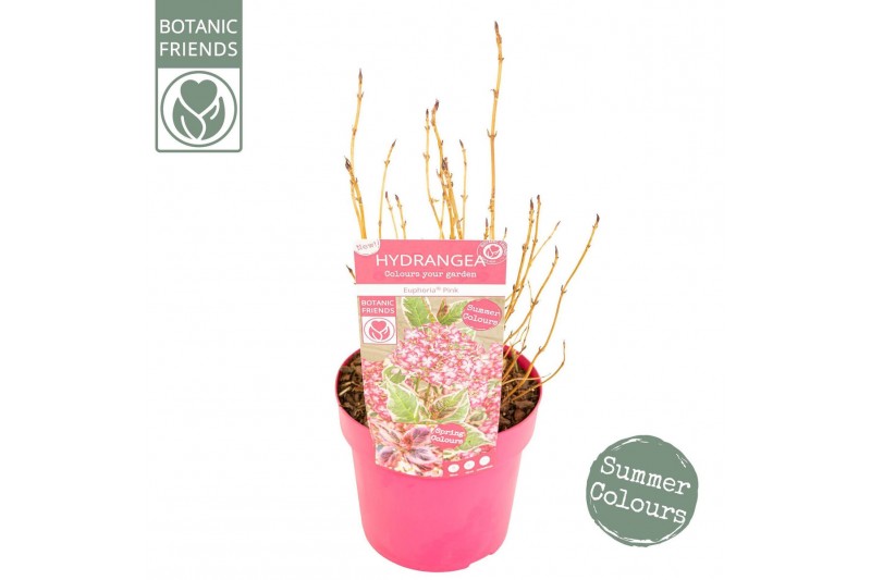 Hydrangea serrata Hydrangea serrata Euphoria Pink15 bl. 
