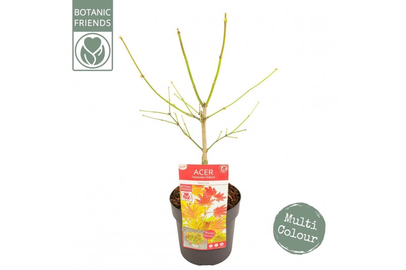 Acer shirasawanum Acer shirasawanum Moonrise ® PREMIUM 