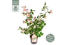 Camellia japonica Camellia sas. Strawberry Swirl Premium25 bl.